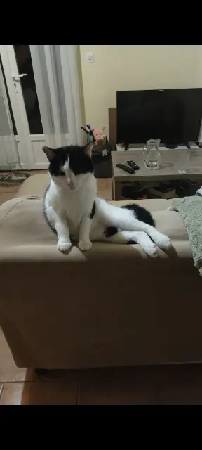 chatte lost   28190 Chuisnes Athéna