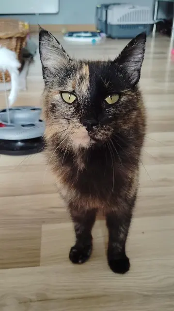 chatte lost   28700 Auneau-Bleury-Saint-Symphorien Diva