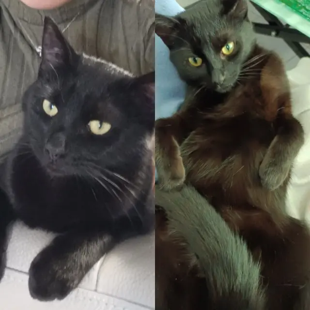 chatte lost   28630 Thivars Bagheera