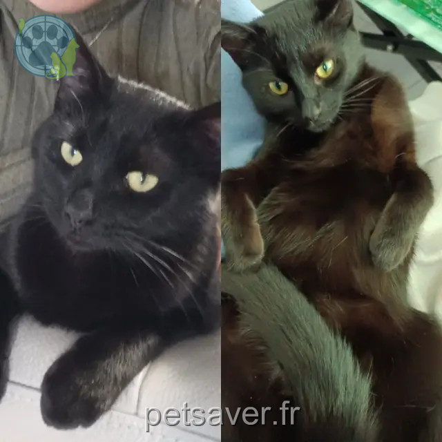 chatte perdue 28630 Thivars Bagheera chatte lost 28630 Thivars Bagheera