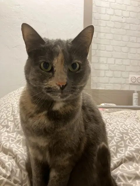 chatte lost   28320 Bailleau-Armenonville Simone