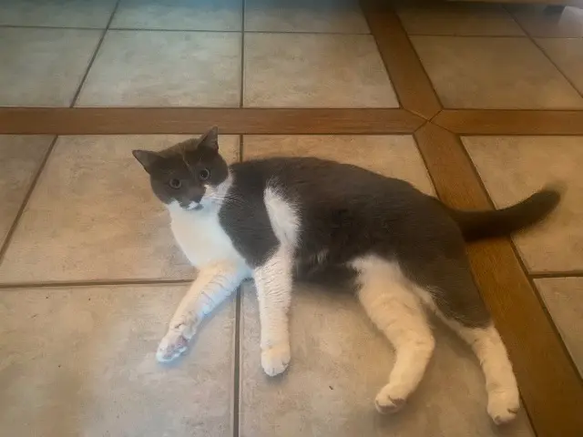 chatte lost   28360 Vitray-en-Beauce Bella