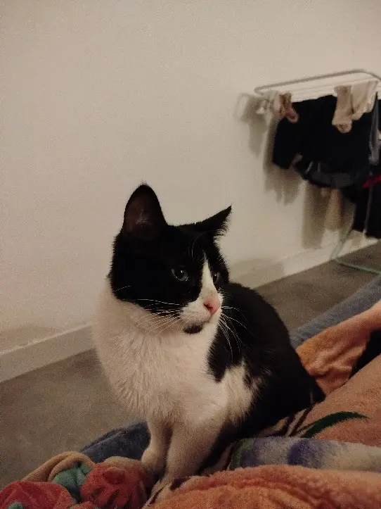 Chatte Perdue 28 Eure-et-Loir - Biggy Chatte Perdue 28 Eure-et-Loir - Biggy