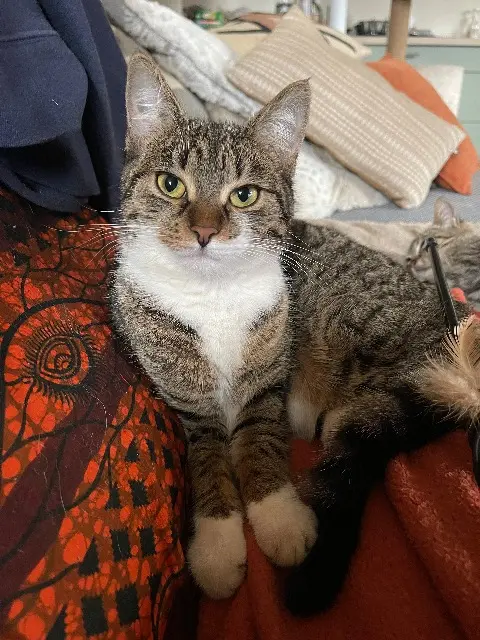 chatte lost   28200 Châteaudun Boulette