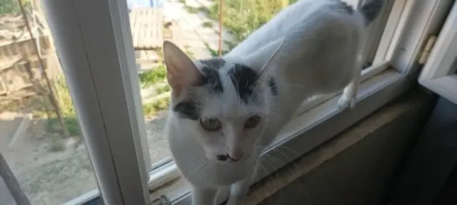 chatte lost   28310 Guilleville Buzz