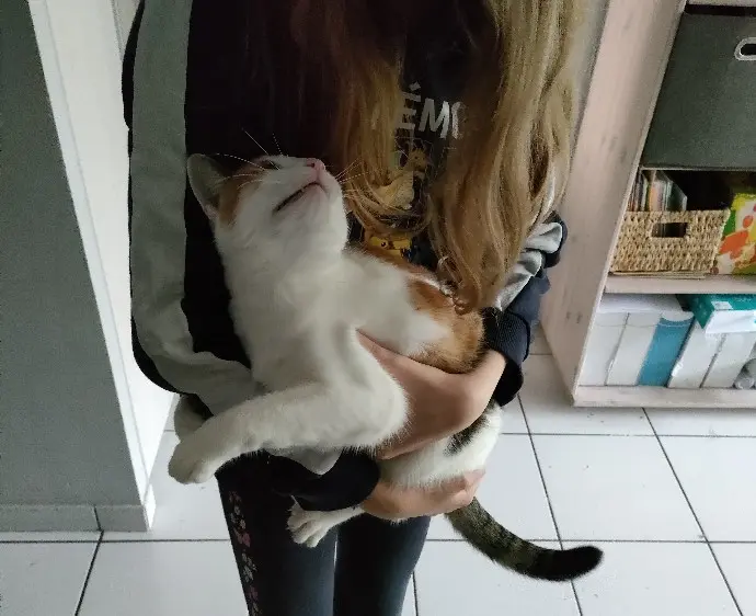 Chatte Perdue 28 Eure-et-Loir Chatte Perdue 28 Eure-et-Loir