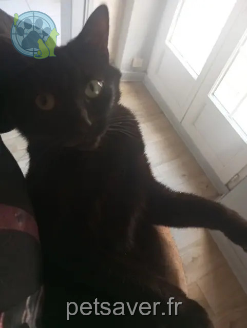 chatte perdue 28500 Sainte-Gemme-Moronval Caline chatte lost 28500 Sainte-Gemme-Moronval Caline