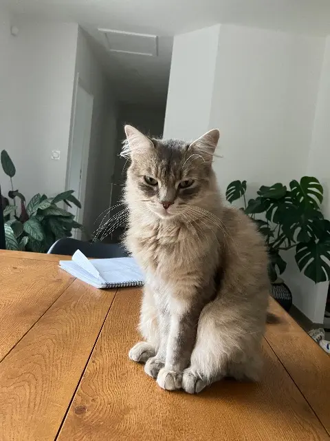 chatte lost   28220 Cloyes-les-Trois-Rivières Cannelle