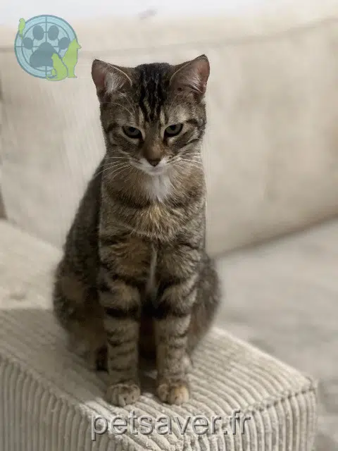 Katze vermisst 28300 Mainvilliers Chipie Katze lost 28300 Mainvilliers Chipie