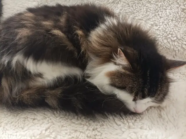 chatte lost   28000 Chartres Choupie