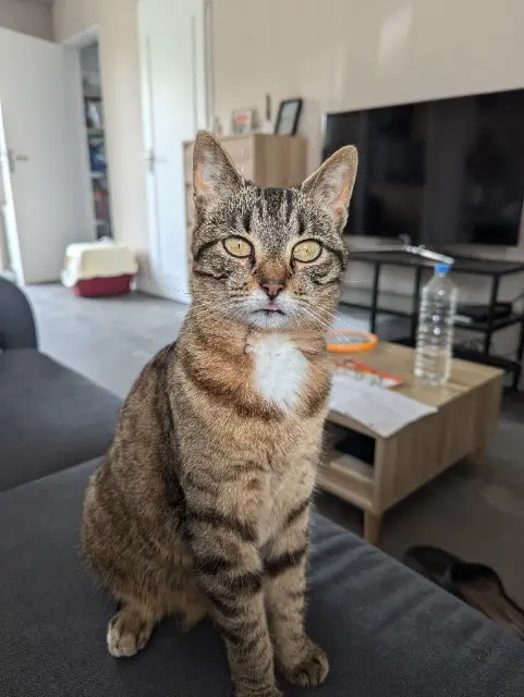 chatte lost   28630 Fontenay-sur-Eure Cléopâtre