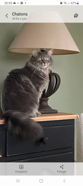 gatta lost   28350 Saint-Lubin-des-Joncherets Daisy