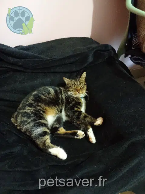 chatte lost   28500 Sainte-Gemme-Moronval Dalla