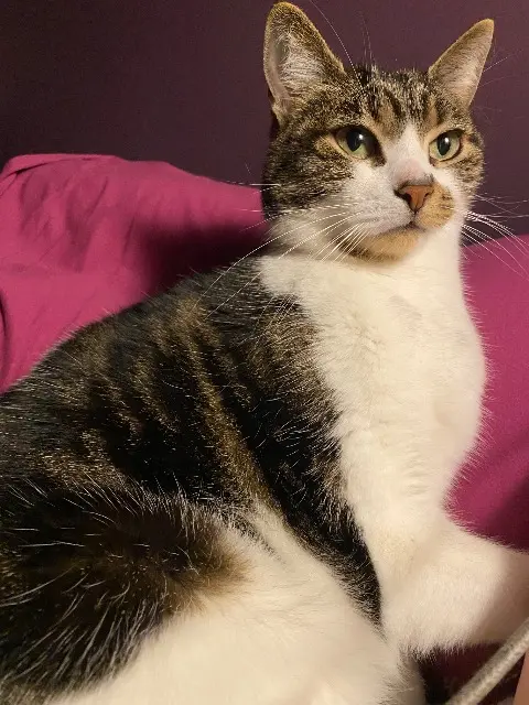 chatte lost   28170 Tremblay-les-Villages Duchesse