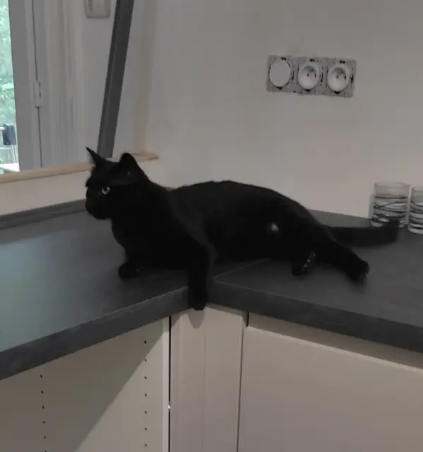 chatte lost   28130 Pierres Elvira