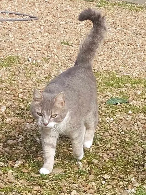 chatte lost   28190 Fruncé Gaia