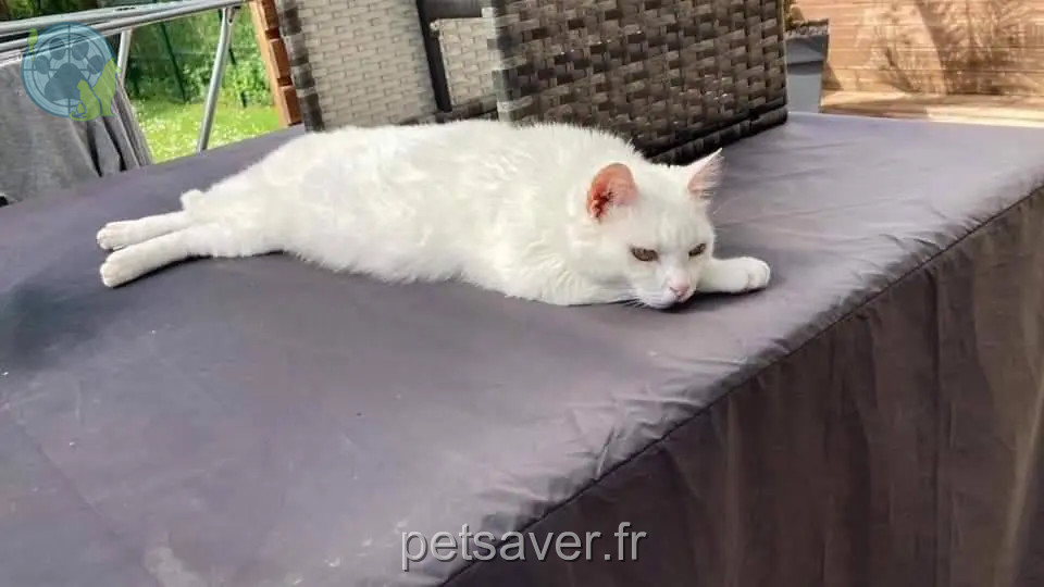 Chatte Perdue 28 Eure-et-Loir - Hanouche Chatte Perdue 28 Eure-et-Loir - Hanouche