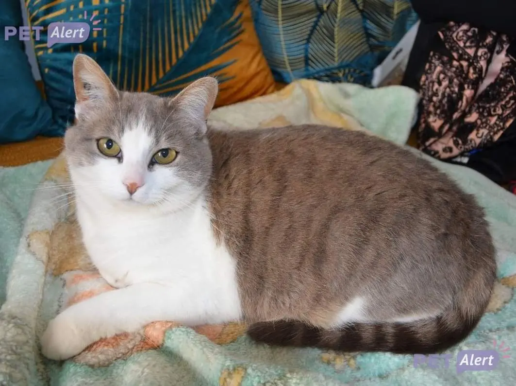 Chatte Perdue 28 Eure-et-Loir Chatte Perdue 28 Eure-et-Loir