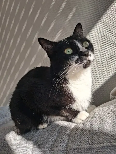 chatte lost   28110 Lucé Kitty