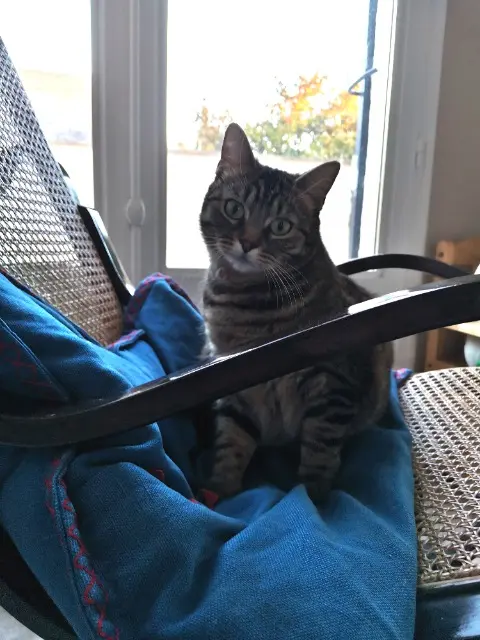 chatte lost   28130 Soulaires Koutsou