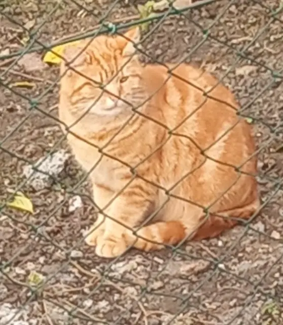 chatte lost   28240 Champrond-en-Gâtine Laurette