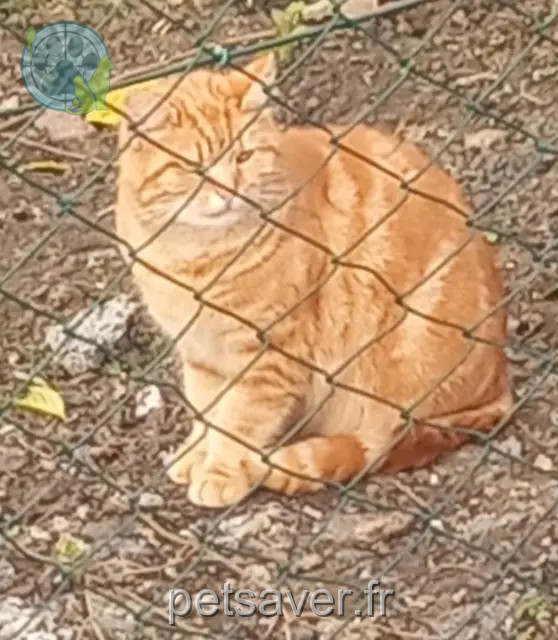 chatte perdue 28240 Champrond-en-Gâtine Laurette chatte lost 28240 Champrond-en-Gâtine Laurette