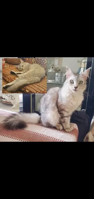 chatte perdue 28100 Dreux Lily chatte lost 28100 Dreux Lily