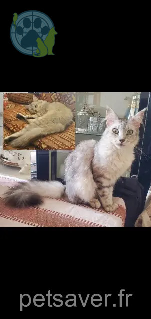 cat lost 28100 Dreux Lily cat lost 28100 Dreux Lily
