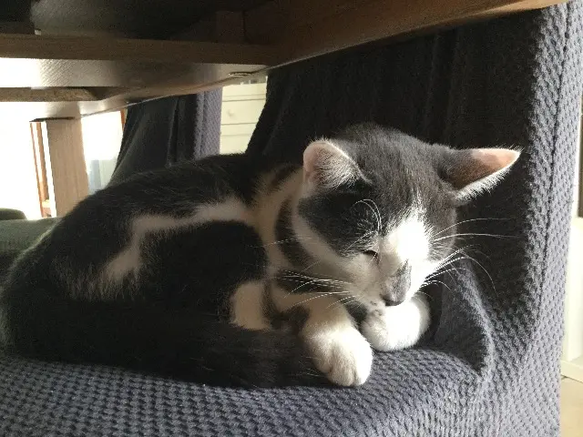 chatte lost   28170 Maillebois Maya