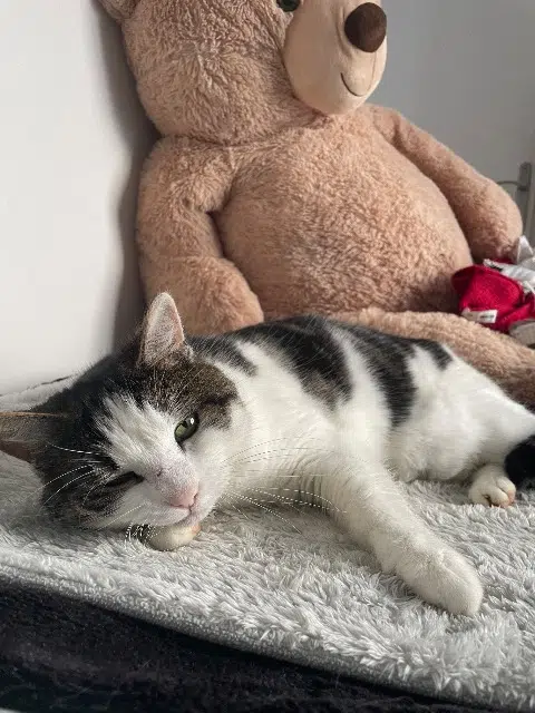 chatte lost   28250 Digny Maya