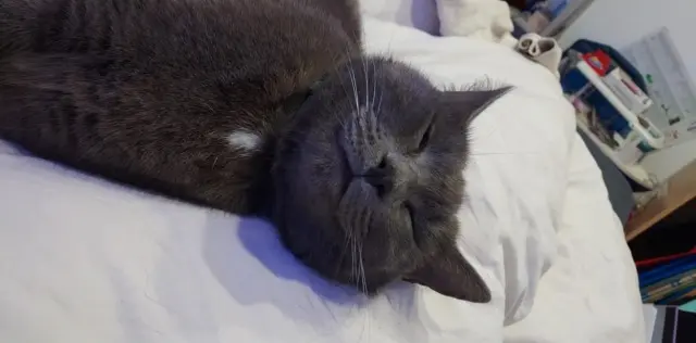 chatte lost   28160 Brou Minette