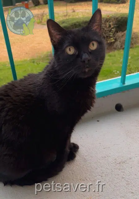 kat lost   28000 Chartres Minnie