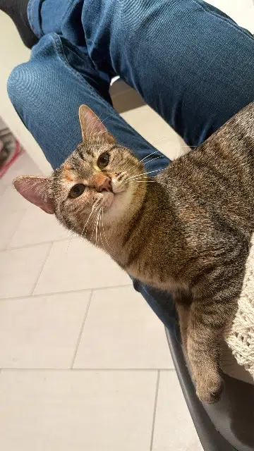 chatte lost   28330 Charbonnières Molly