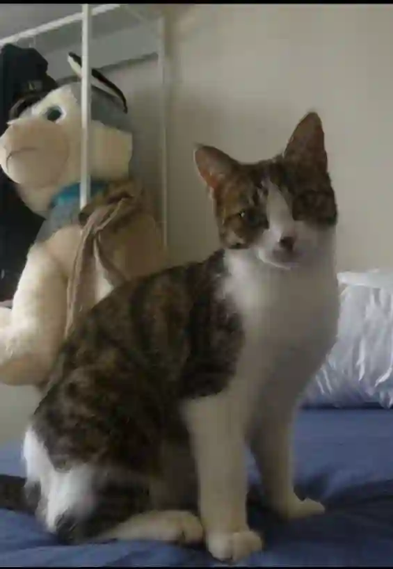 Chatte Perdue 28 Eure-et-Loir - Moon Chatte Perdue 28 Eure-et-Loir - Moon