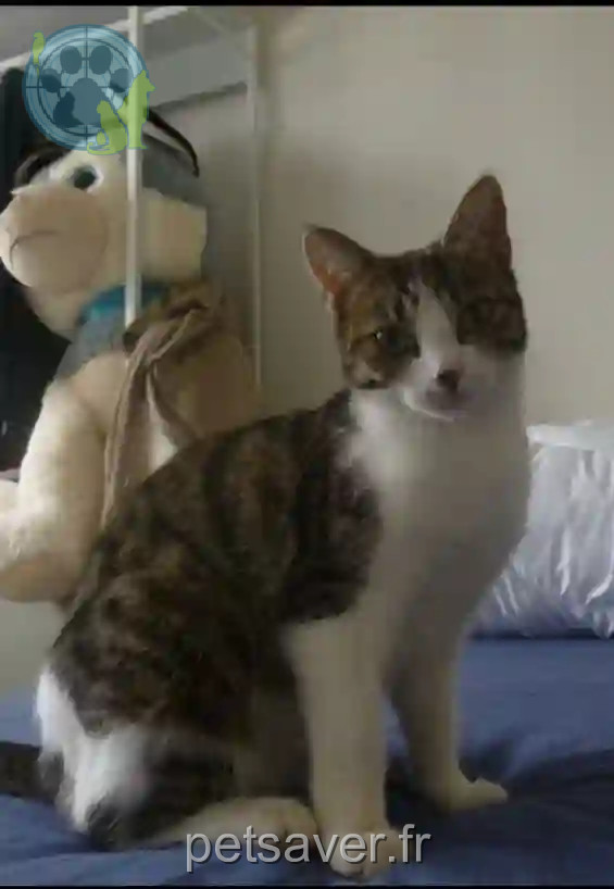 Chatte Perdue 28 Eure-et-Loir - Moon Chatte Perdue 28 Eure-et-Loir - Moon