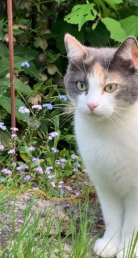Chatte Perdue 28 Eure-et-Loir - Mystic Chatte Perdue 28 Eure-et-Loir - Mystic