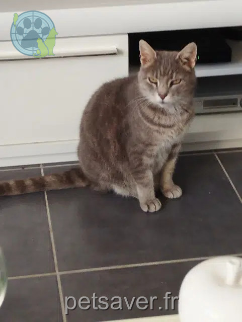 chatte lost   28700 Châtenay Mémère