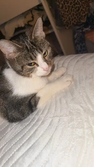 chatte lost   28000 Chartres Nala