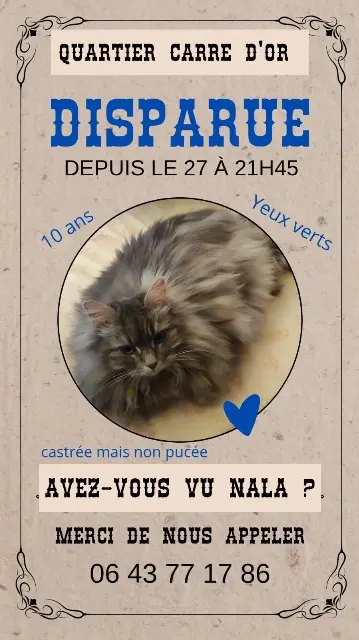 chatte lost   28110 Lucé Nala