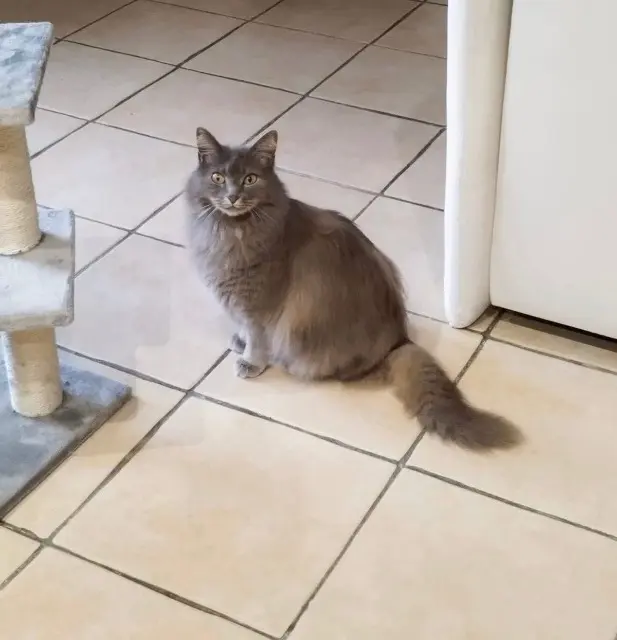 chatte lost   28250 Digny Nala