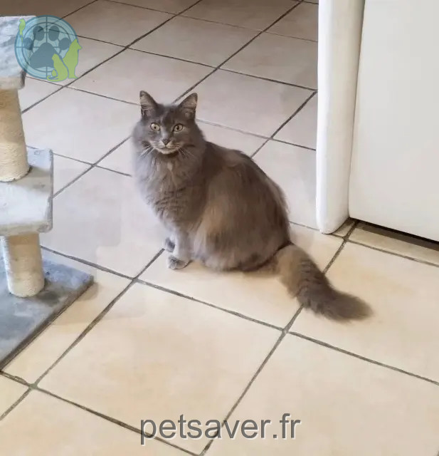 chatte perdue 28250 Digny Nala chatte lost 28250 Digny Nala