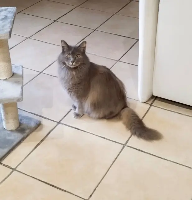 chatte lost   28250 Digny Nala