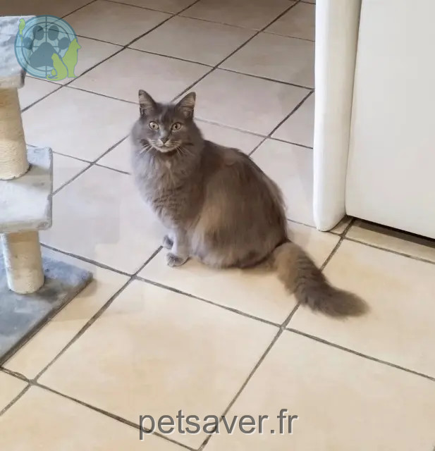 kat vermist 28250 Digny Nala kat lost 28250 Digny Nala