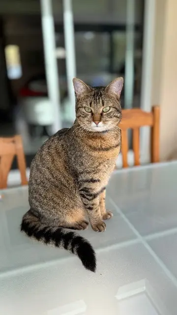 chatte lost   28320 Gallardon Nala