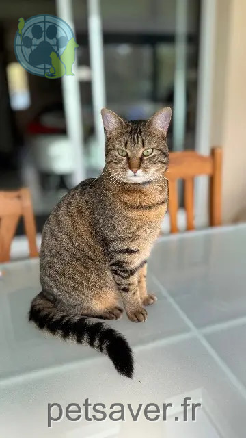 gata perdida 28320 Gallardon Nala gata lost 28320 Gallardon Nala