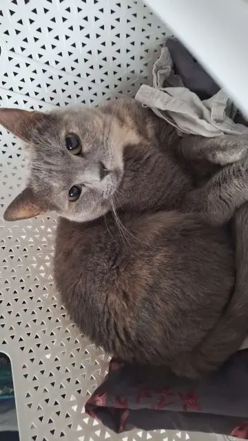 chatte lost   28100 Dreux Naya