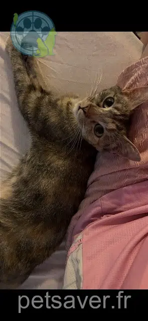 Ninaah