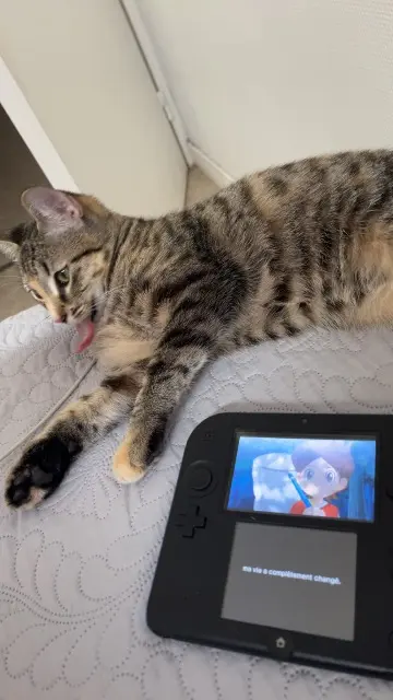 chatte lost   28110 Lucé Ninou