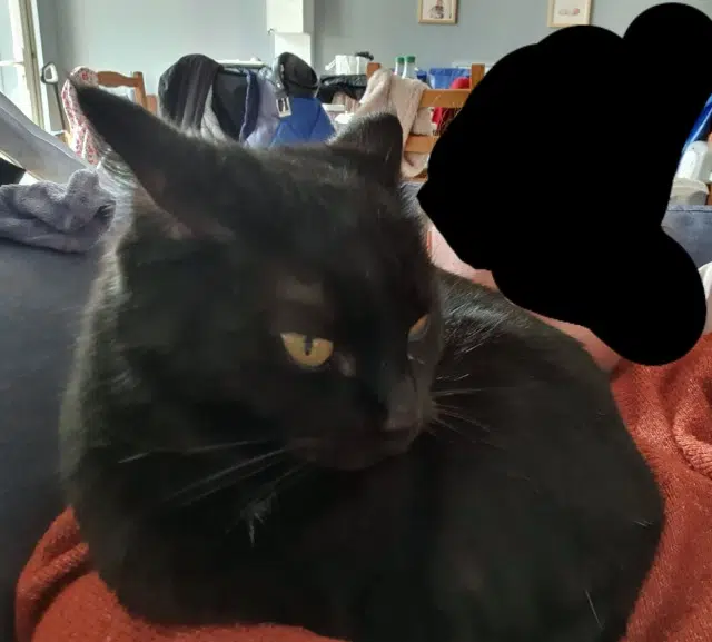 chatte lost   28150 Ouarville Orphée