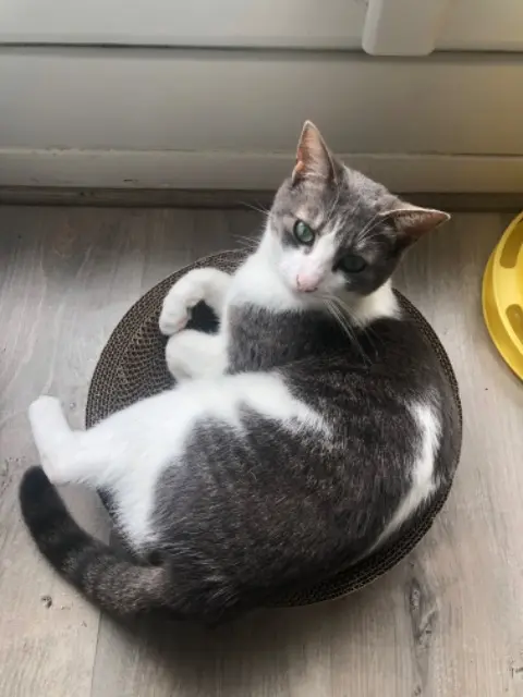 chatte lost   28000 Chartres Perles